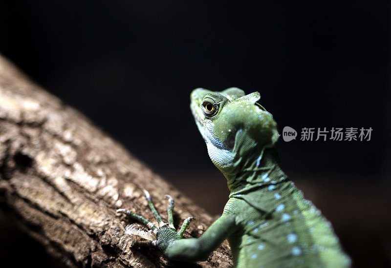 有羽毛的蛇怪通常也叫绿色蛇怪(Basiliscus plumifrons)